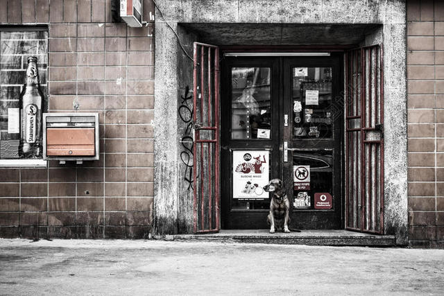 建筑旧公寓门口的小狗背景图片