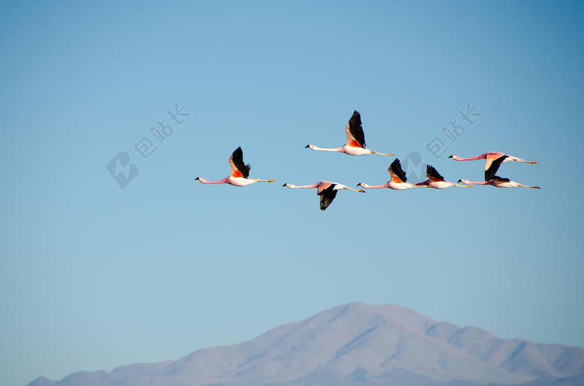 蓝天中飞翔的候鸟背景图片