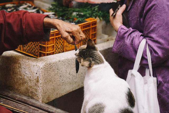 人温馨喂猫咪鱼的老人背景图片