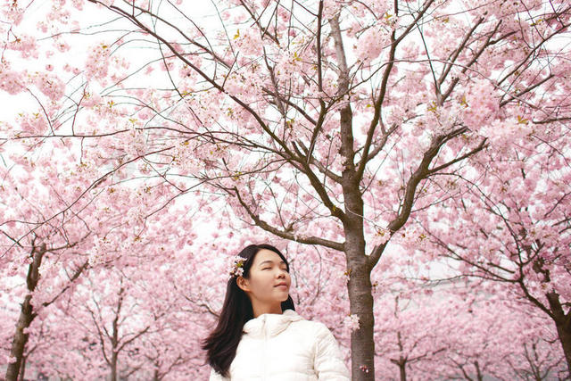 人物美丽红花树大的女孩户外摄影背景图片