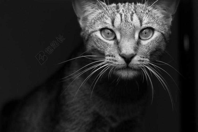 摄影复古老旧猫照片背景图片