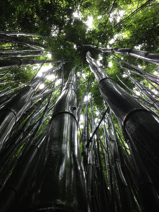 绿色的茂密竹林背景图片