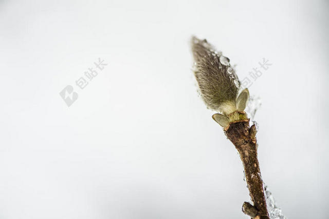 植物娇嫩沾满水珠的新芽近照发芽植物生长背景图片