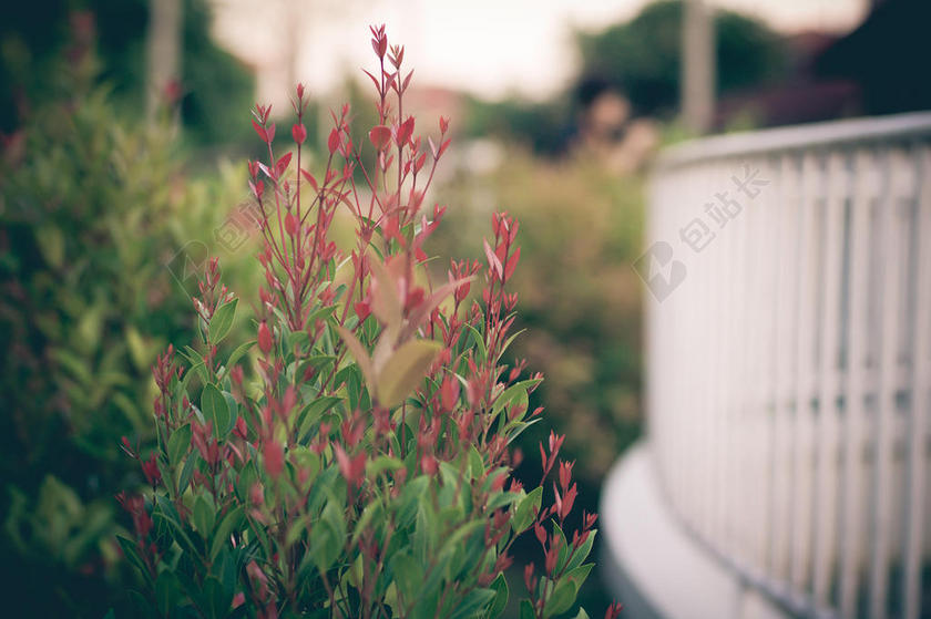 绿白植物清新栏杆边上的绿植植物装饰绿化背景图片