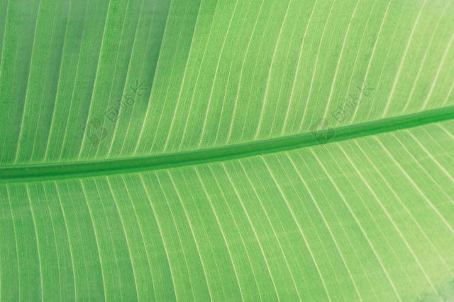 绿色植物纹理绿色树叶叶脉背景图片