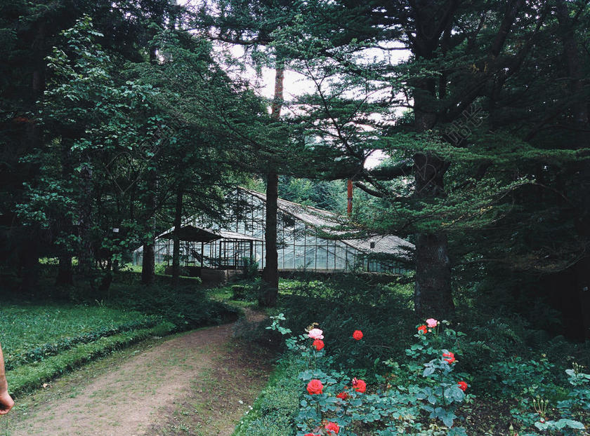 森林里的白色木屋背景图片