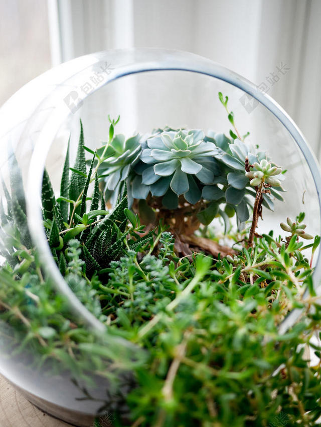 绿色植物美丽玻璃器具内的多肉组合绿植装饰植物多肉种养背景图片