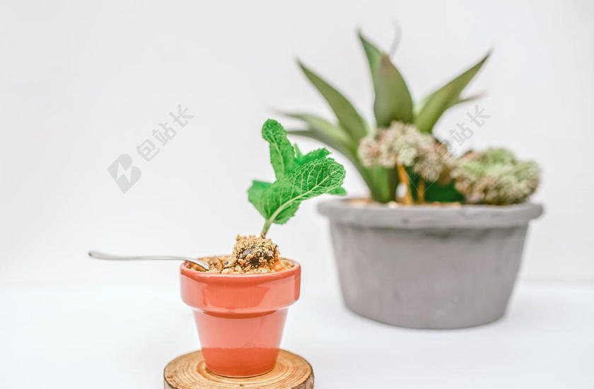 园艺清新小小的盘在植物园艺装饰背景图片