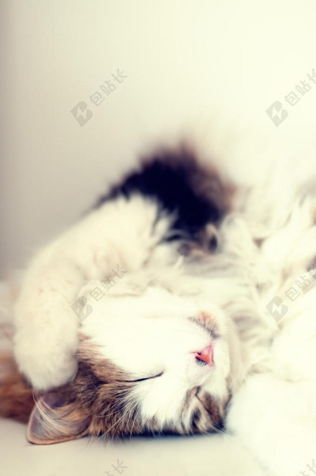 灰白动物软萌睡着的小猫宠物动物猫背景图片