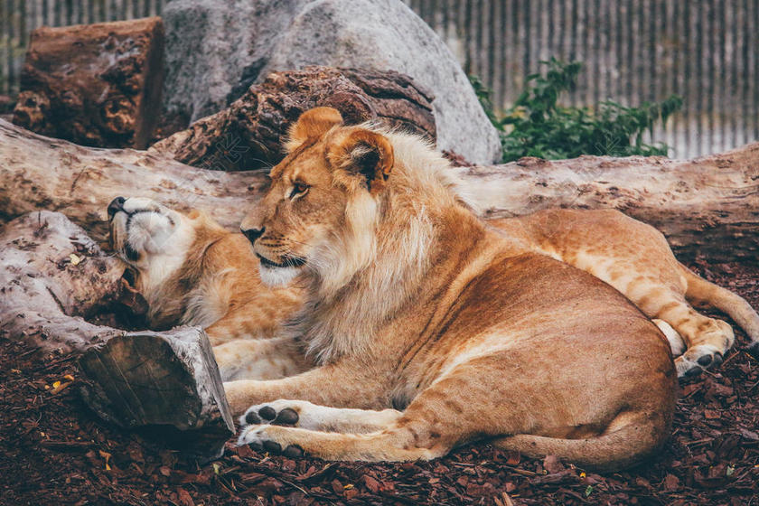 摄影简约动物园里狮子背景图片