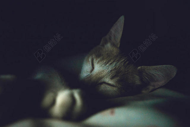 睡觉的猫背景图片