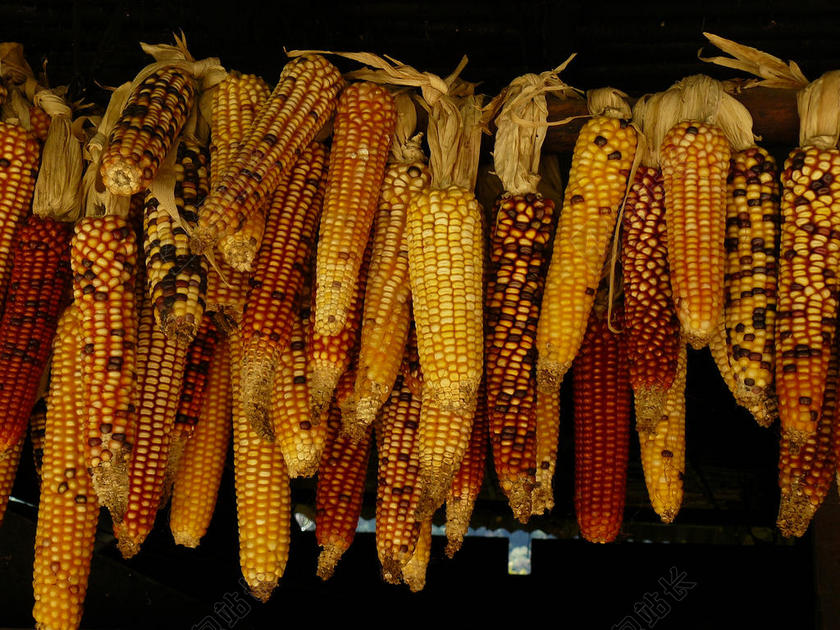 餐饮简约风干的玉米背景图片