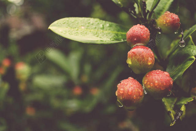 红绿食物水果挂在枝头上满是水珠的果实水果食物背景图片