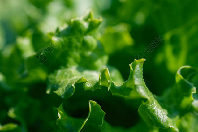 绿色食物蔬菜新鲜生菜叶片特写蔬菜近照背景图片