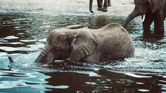 灰色动物欢乐在水中嬉戏的小象欢乐小象玩水背景图片