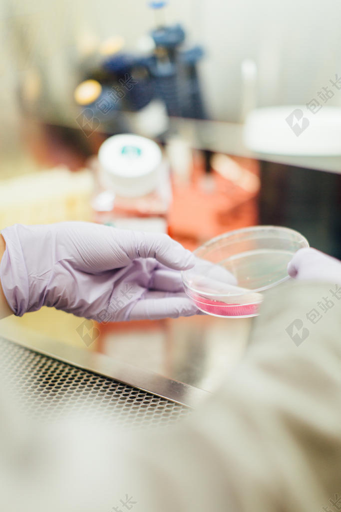科学细致室内拿着培养皿实验科研背景图片