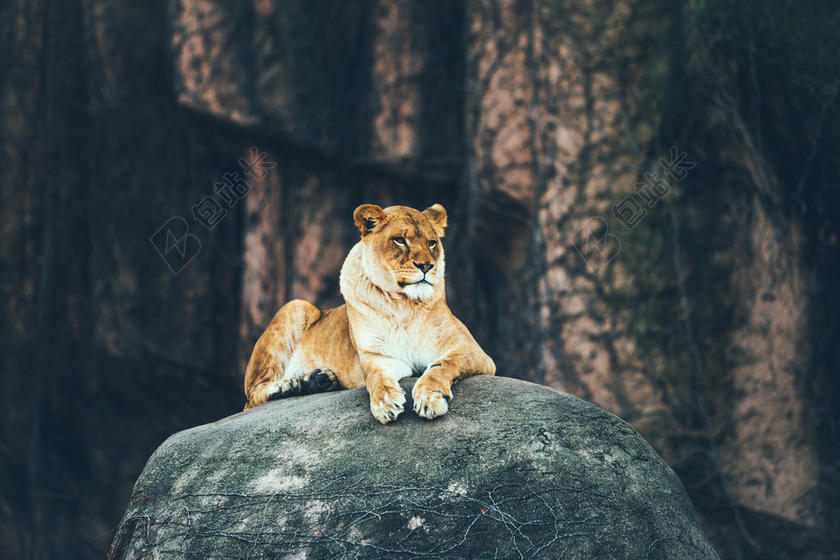 动物岩石上休息的狮子背景图片
