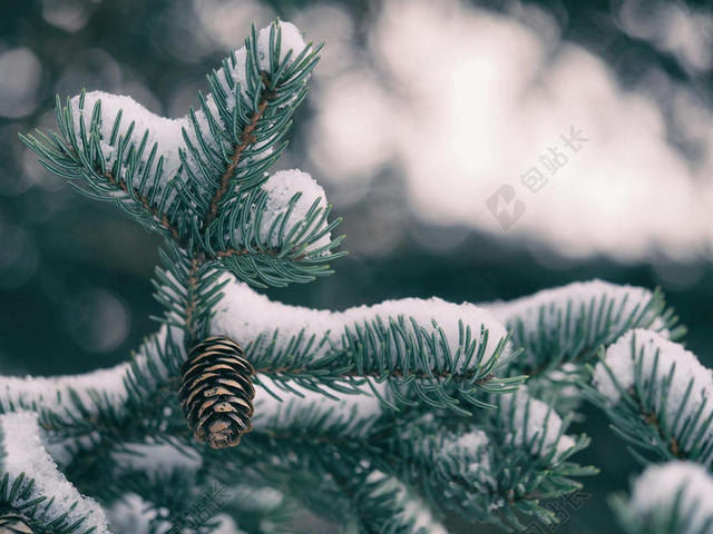 植物纹理绿色松树枝头的白雪背景图片