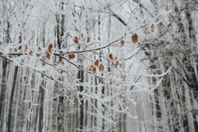 冬天树枝上的积雪背景图片