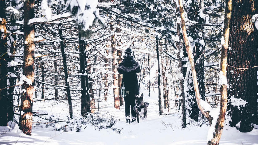 冬季 冬天 新年 狗 树 树木 树林 森林