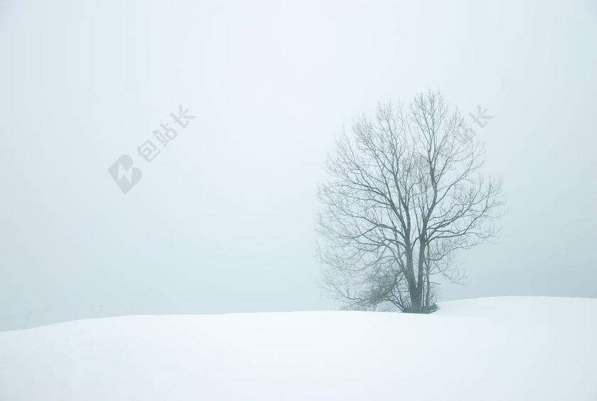 白色自然风景雪地中的枯树背景图片