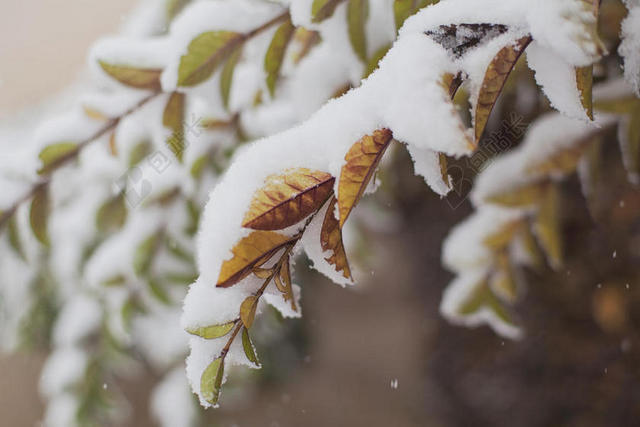 摄影唯美冬季积雪的树叶融化背景图片