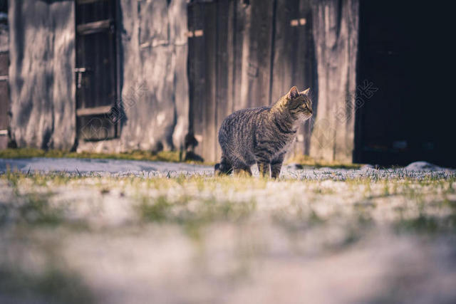 摄影清新孤独的猫背景图片