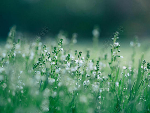 绿色草丛里的白色小花背景图片