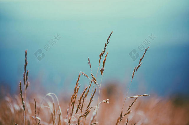 蓝黄植物野外的杂草食物自然背景图片