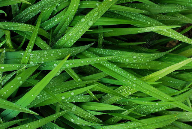 绿色草叶上的露水背景图片