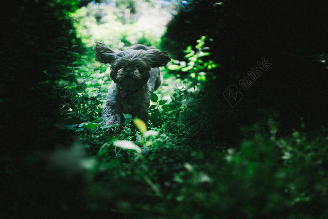 摄影自然草地上奔跑的小狗背景图片