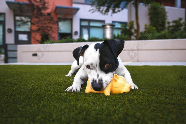 摄影简约草地上咬玩具的斑点狗背景图片
