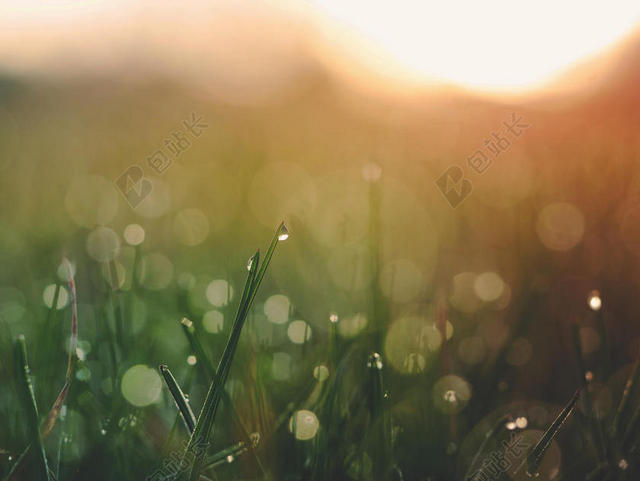 清晨草叶上的露水背景图片
