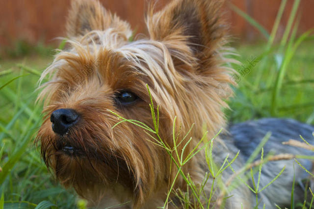 动物可爱站在草丛间的棕毛小狗动物宠物狗背景图片
