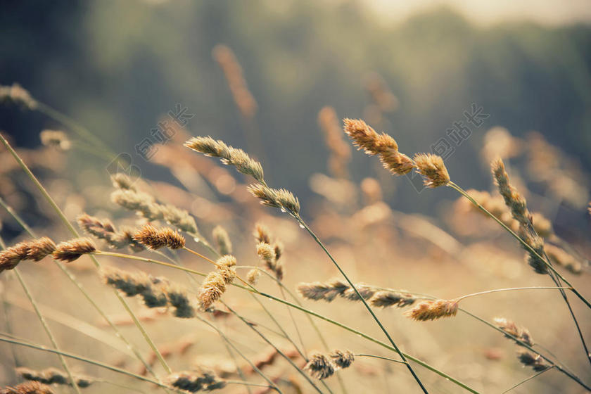 摄影唯美夕阳下枯萎的植物背景图片