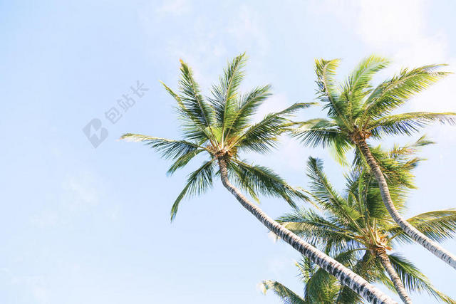 夏天椰子树图片