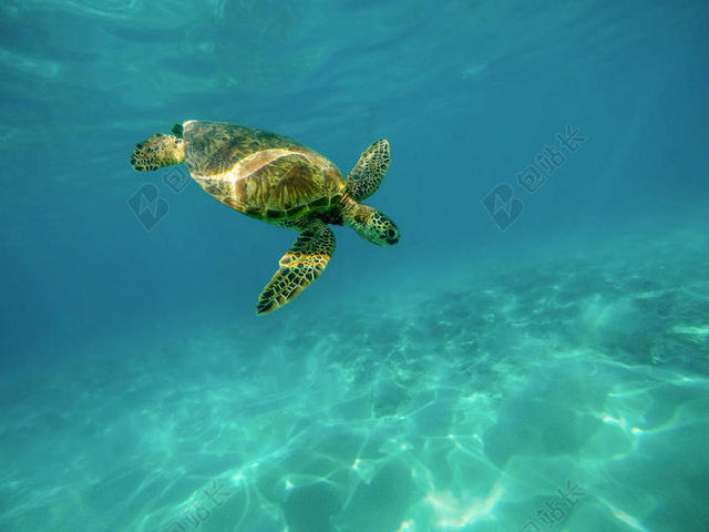 黄蓝动物健硕海洋中游动的海龟大海动物背景图片