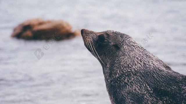 灰黑动物肥胖在海滩边的海狮海狮动物背景图片