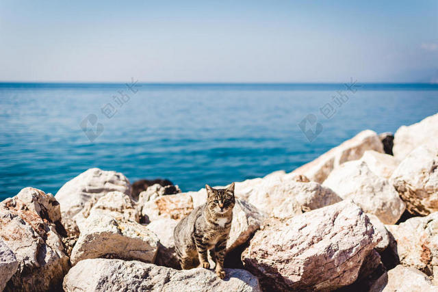白蓝自然蓝天下的海滩边的岩石和小猫动物自然大海旅游背景图片