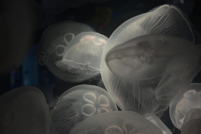 灰色动物各种透明水母动物海洋生物背景图片