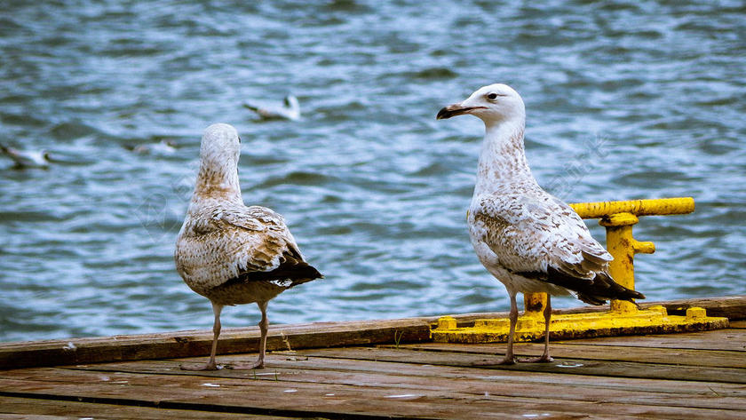 动物柔软站在海边走道上的鸟动物大海背景图片