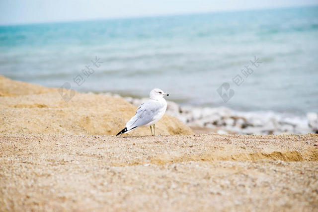 白蓝动物可爱海边沙滩上鸟动物大海背景图片
