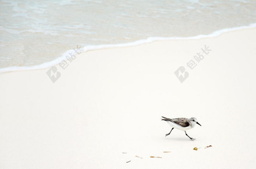 沙滩上的海鸟背景图片