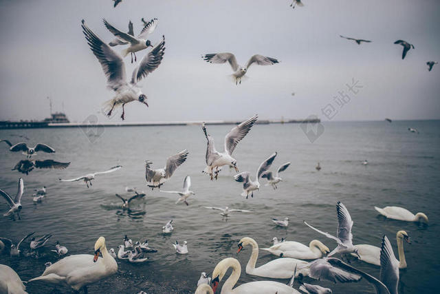 灰白动物热闹海面上的鸟和天鹅鸟动物大海背景图片