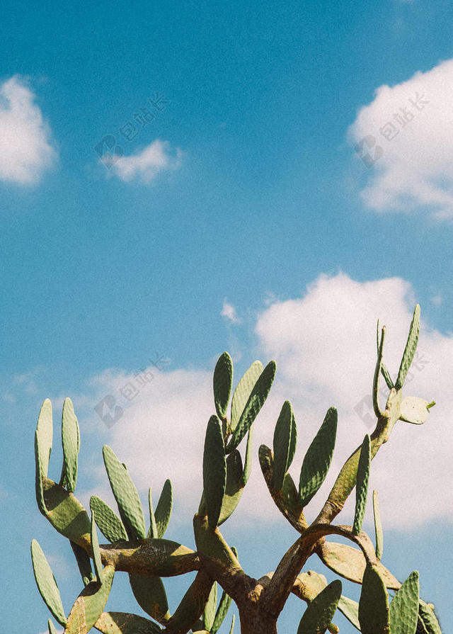 绿色的仙人掌和阳光背景图片