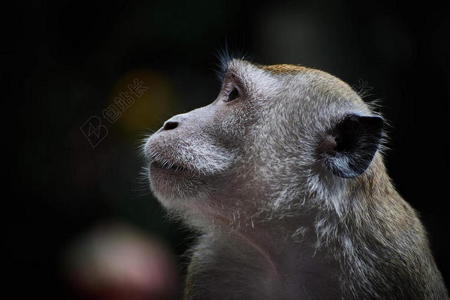 动物特写野生猴子背景图片