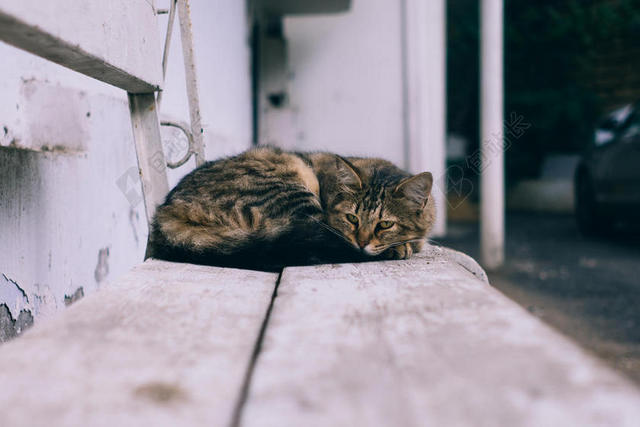 动物软萌躺在长椅上的猫咪宠物动物猫背景图片