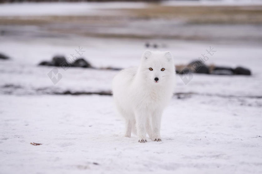 雪地里的白色狐狸背景图片