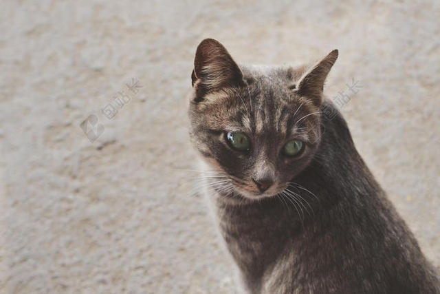 灰色动物柔软回头的小猫宠物动物猫背景图片