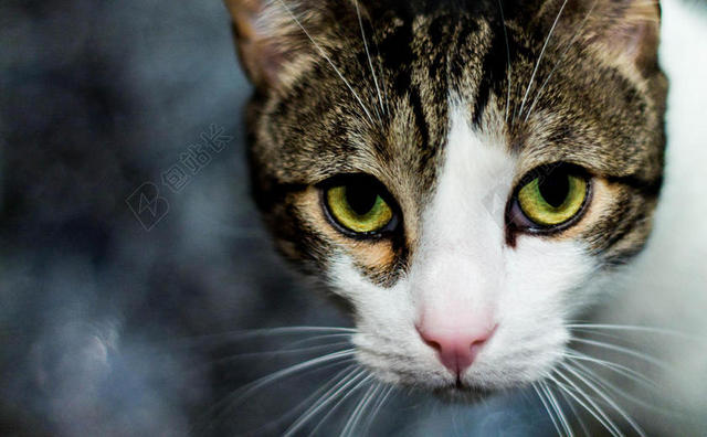 棕白啊动物灵性小猫面部近照猫咪宠物动物背景图片